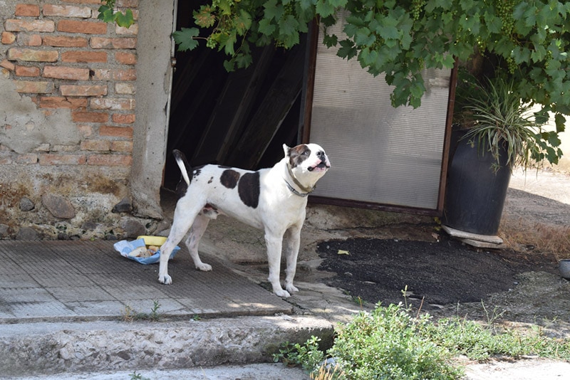 pitbull barking