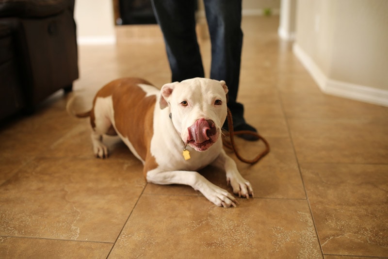 pitbull dog with leash lying indoor
