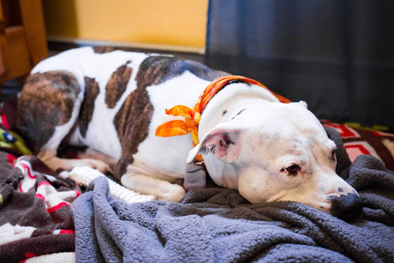 pitbull lying on bed