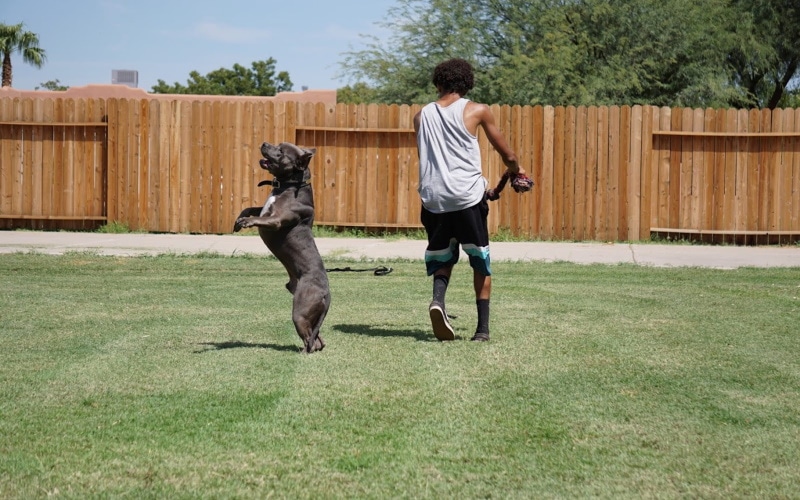 pitbull playing with his owner