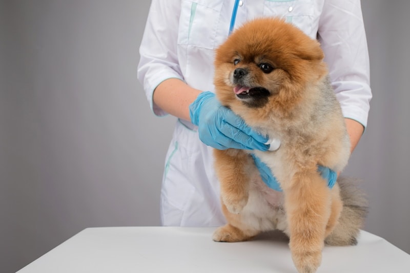 pomeranian check by vet