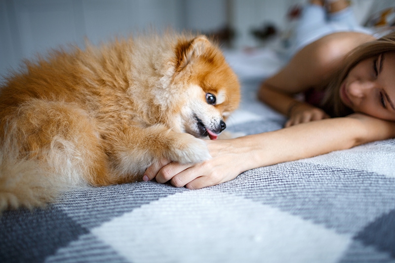 pomeranian licking a woman's hand