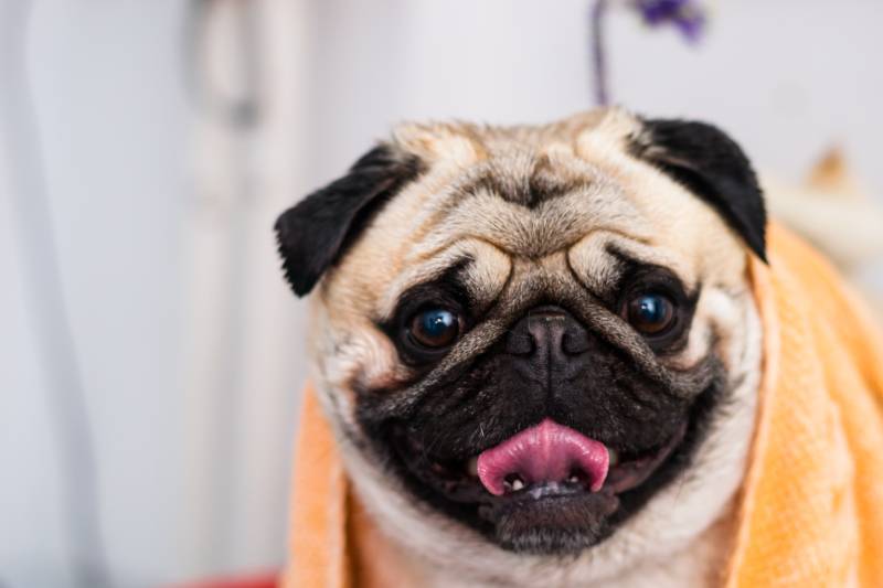 pug dog after bath