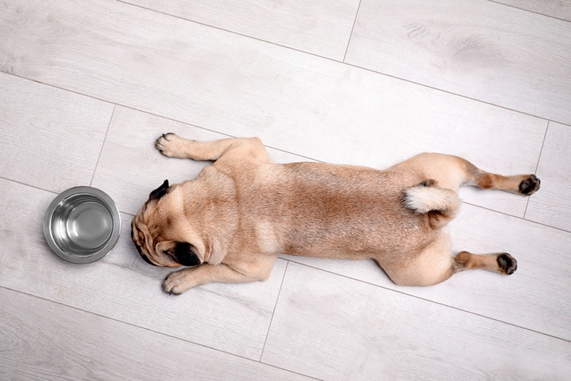 pug drinking