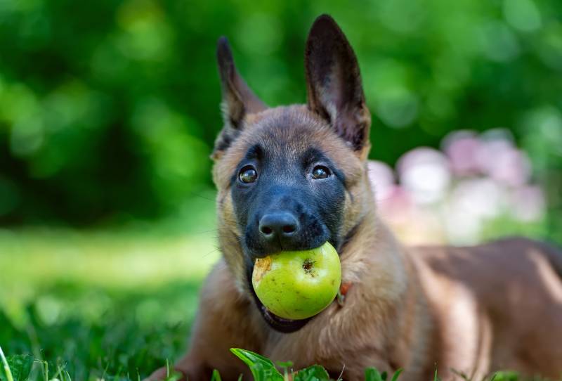 puppy with green apple in his mouth