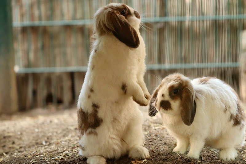 rabbit pet
