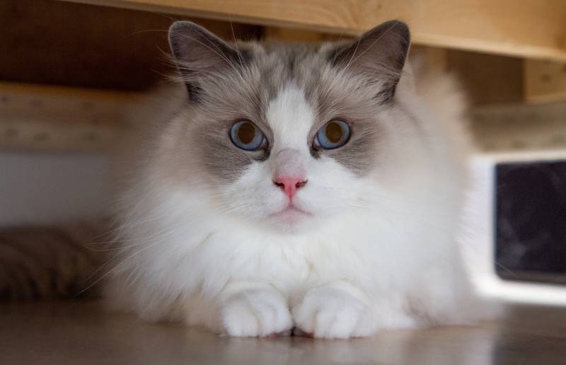 ragdoll cat under the couch
