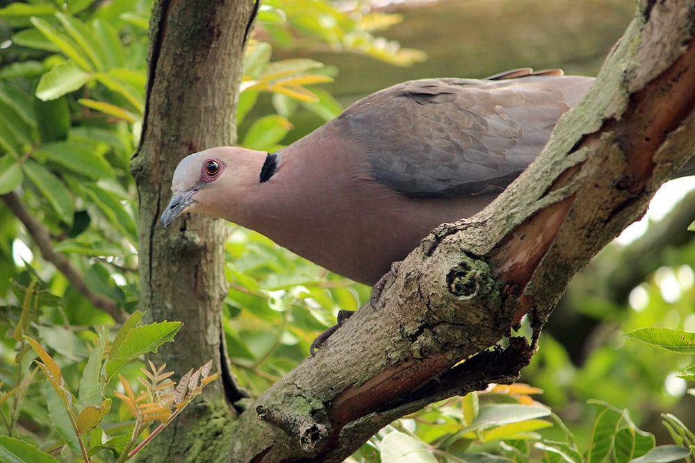 ringneck dove perched on the tree
