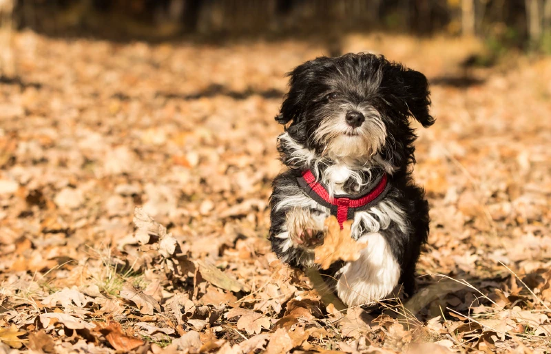 running havanese dog with harness