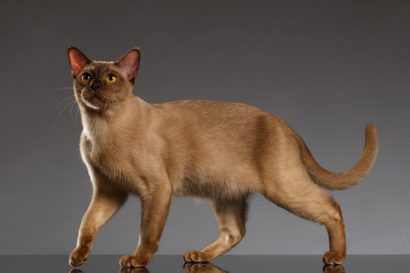 sable burmese cat