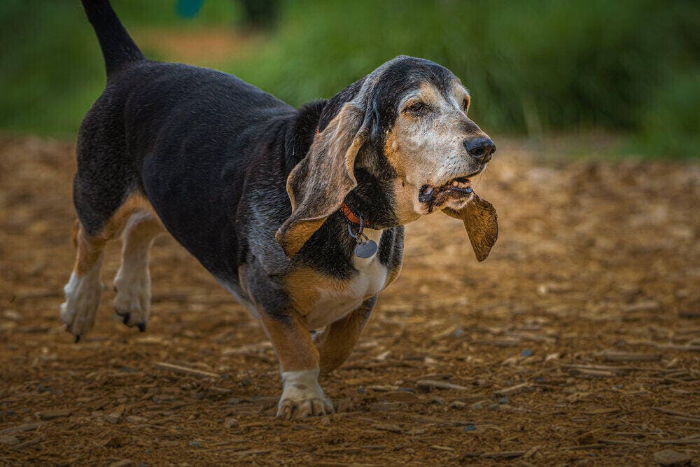senior basset hound