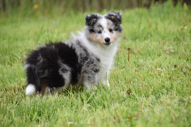 shetland sheepdog standing in the grass