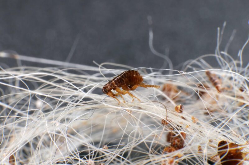 Dog fleas up close