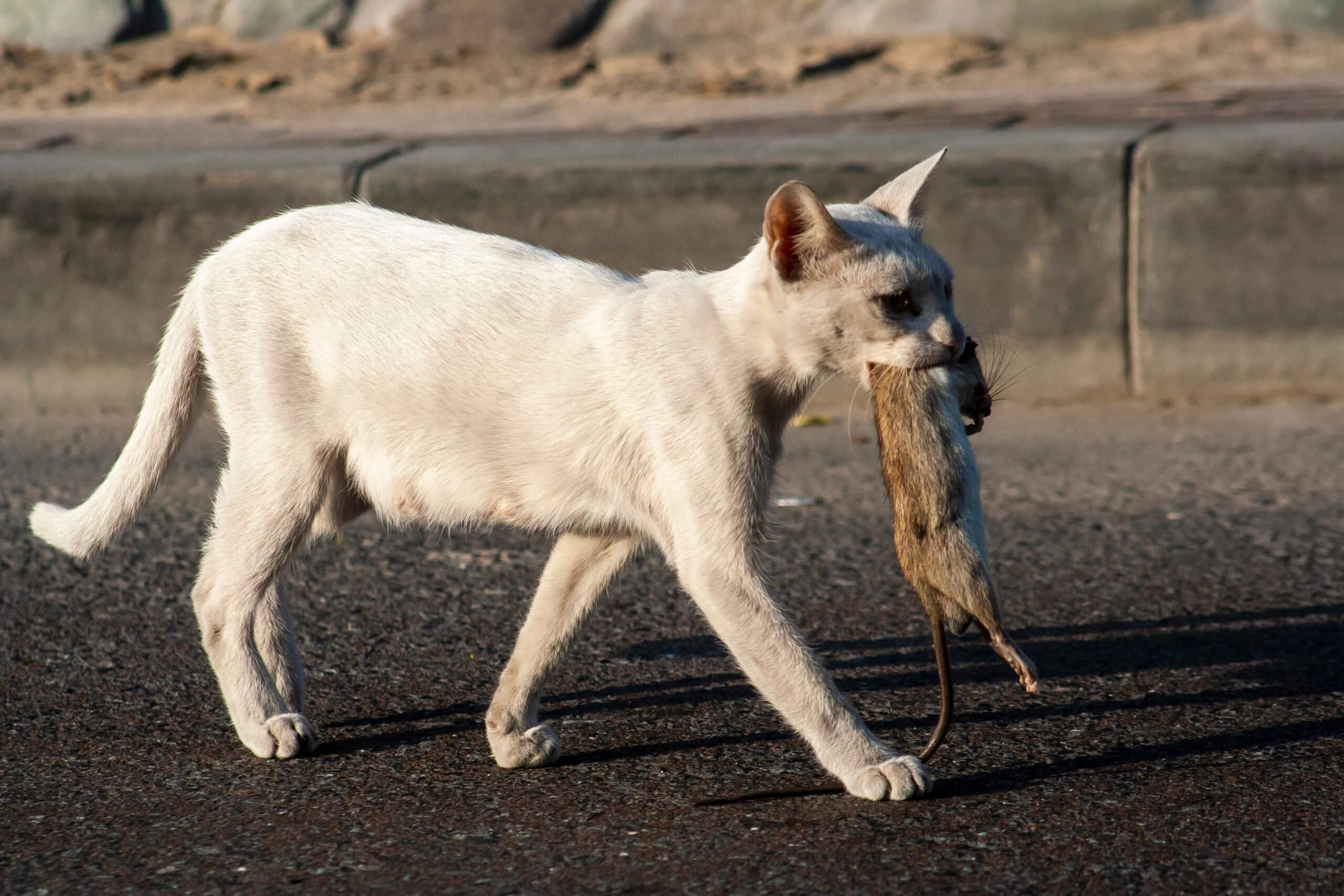 A white cat hunted a rat 