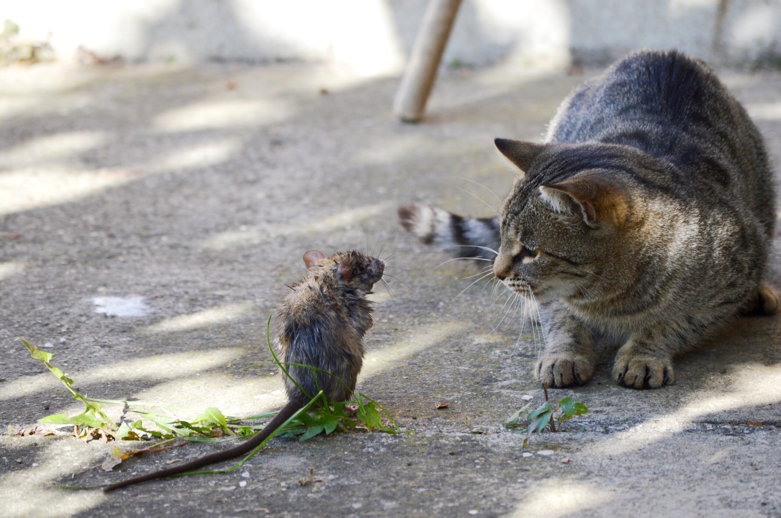The cat is playing with a caught rat