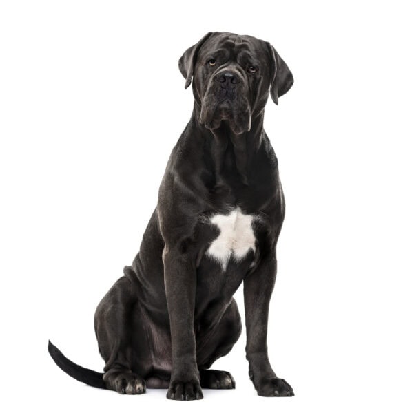 Cane Corso looking at camera and sitting, isolated on white