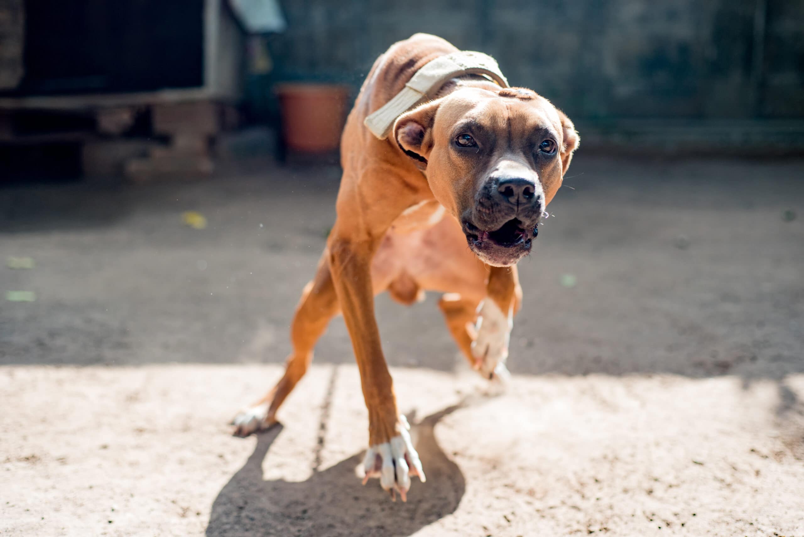Pit Bull Barking