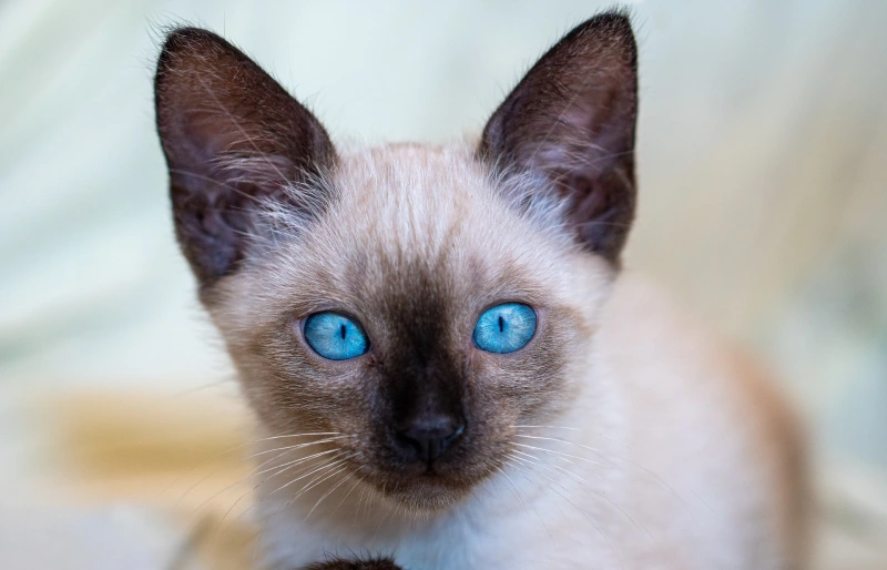 siamese cat kitten