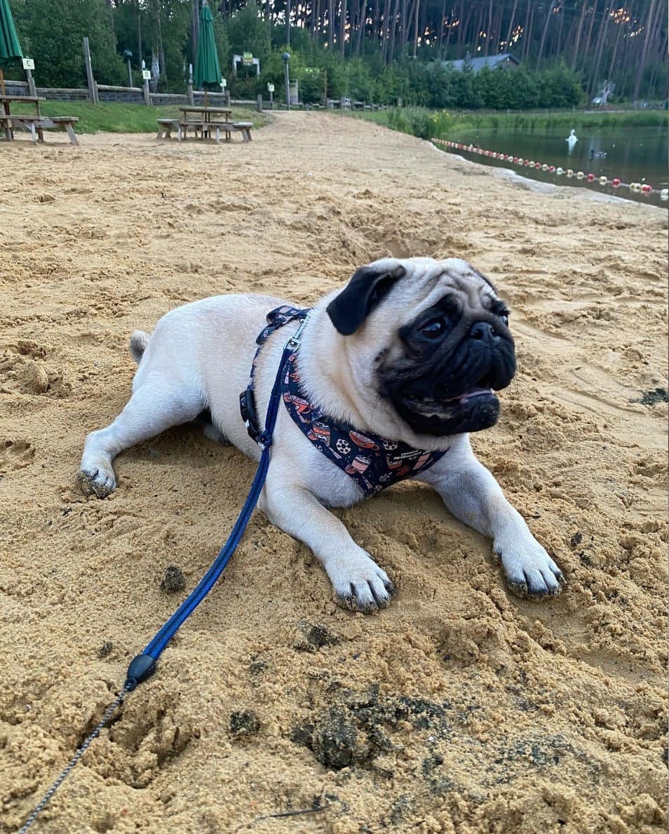 silver fawn pug lying in the sand