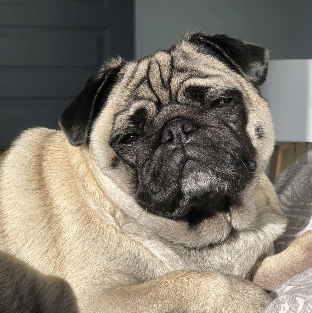 sleepy sable pug