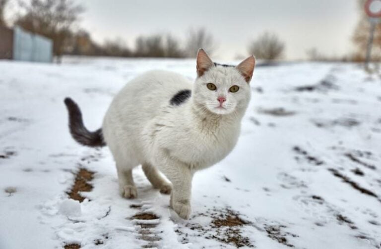 How Do Feral Cats Survive In Cold Weather at Wendell Espinoza blog How do stray cats survive cold weather