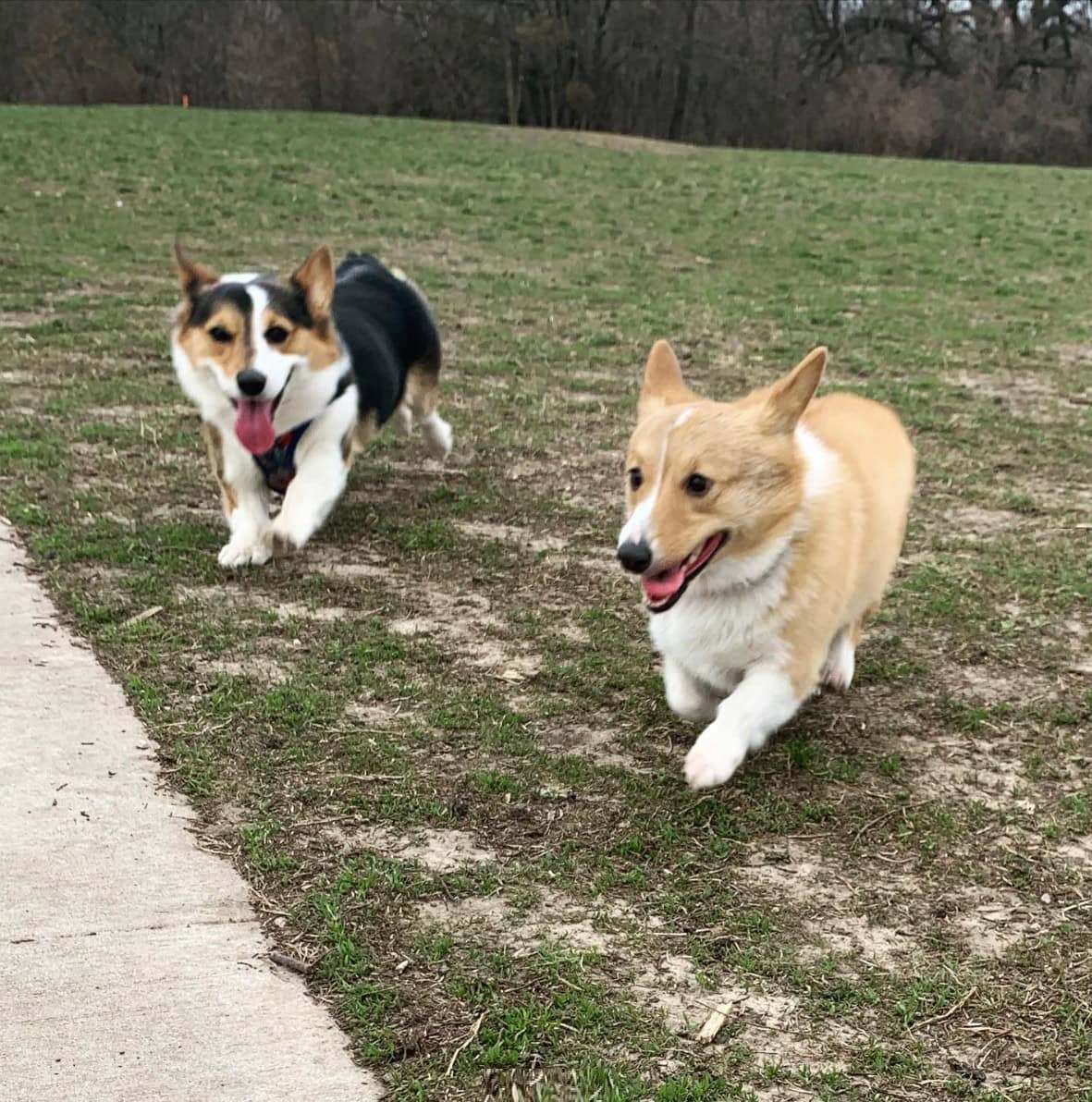 tails and trails park
