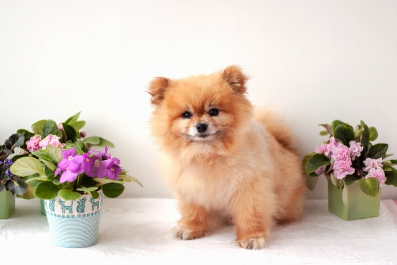 teddy bear pomeranian sitting