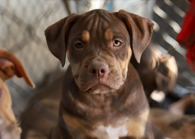 Tri color Pitbull puppy