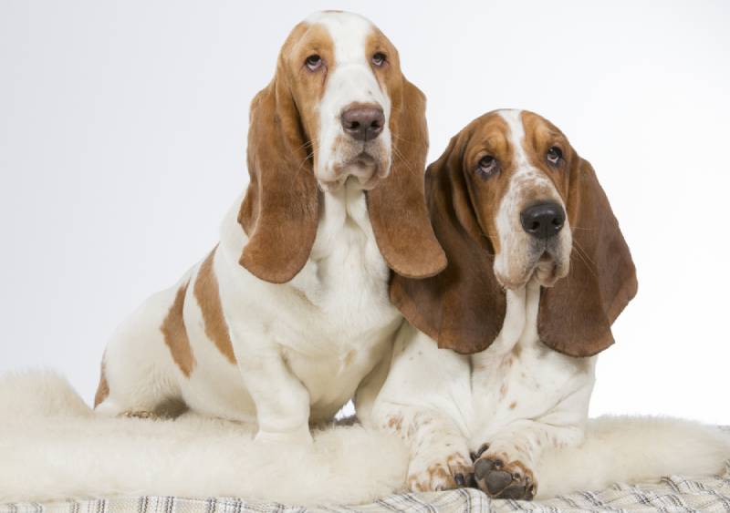 two basset hound dogs