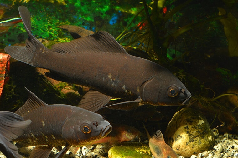 Hepper Fish Black Koi Fish: Info, Pictures, Origins & Facts | Hepper Pet Resources