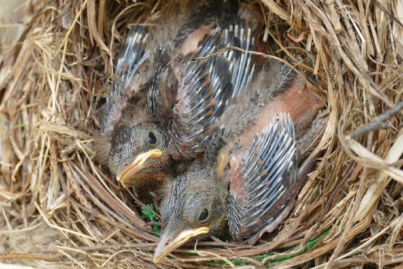 two blackbird hatchling in a nest