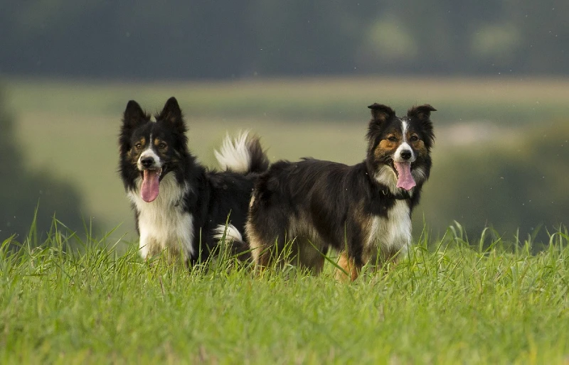 two border collie dogs in a field