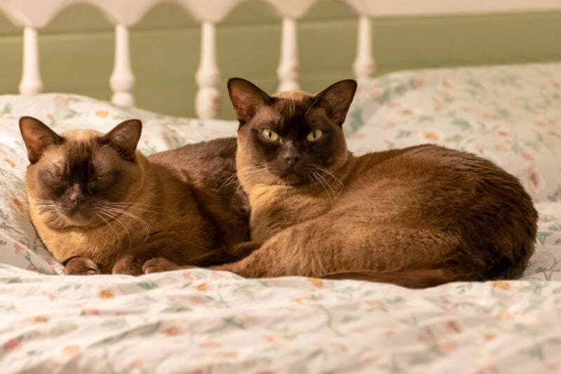 two-burmese-cats-lying-on-a-bed