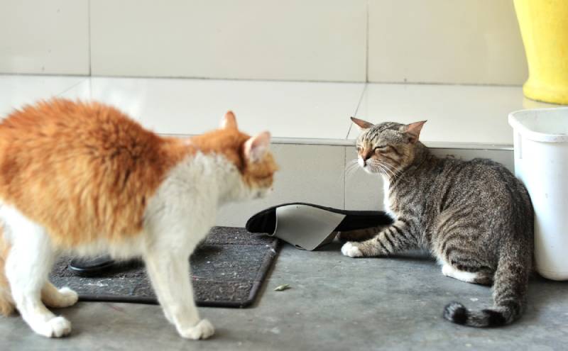 two cats fighting with one being aggressive to the other