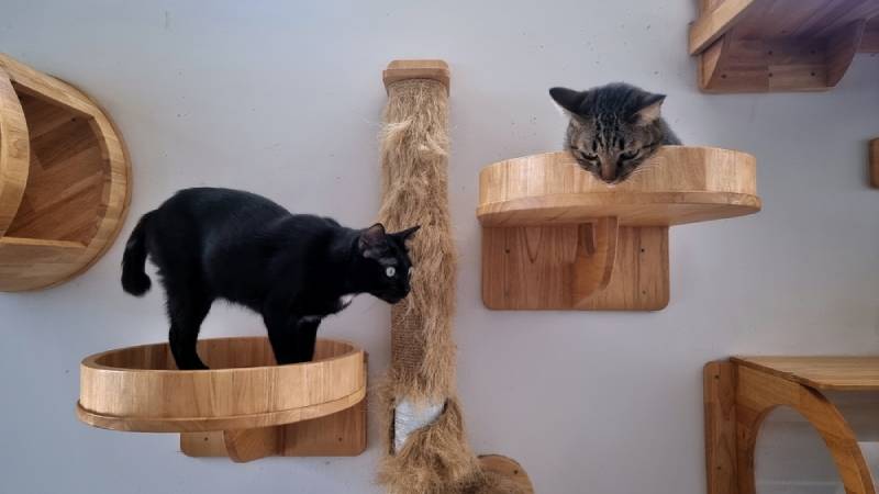 two cats indoors playing on cat shelves