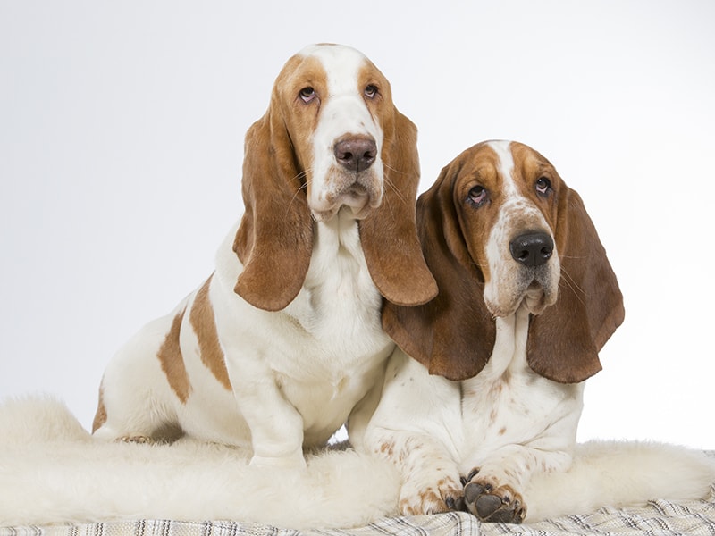 Two european basset hounds