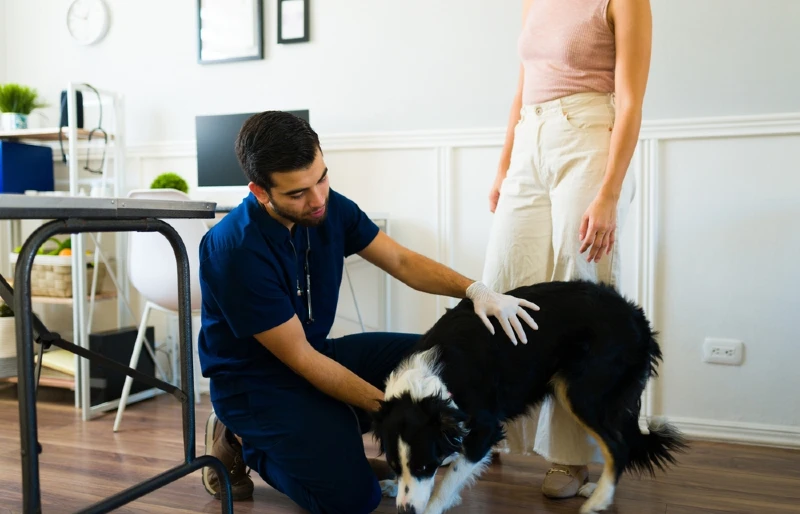 vet examining a border collie dog