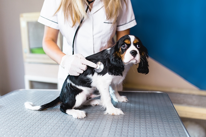 vet examining Cavalier King Charles Spaniel