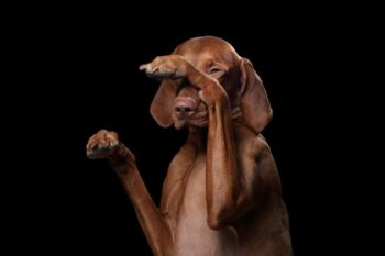Why Are My Dog’s Eyes Red? 13 Vet Reviewed Reasons & What To Do