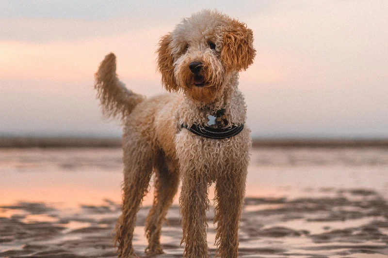wet brown labradoodle at the beach
