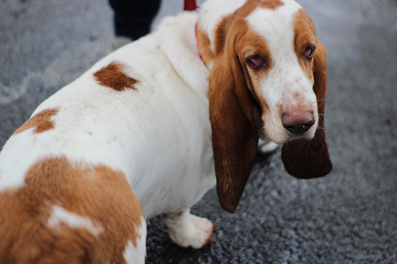white brown basset hound