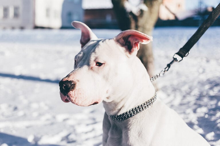 White Pitbull: Facts, Origin &amp; History (With Pictures) | Hepper Pet ...