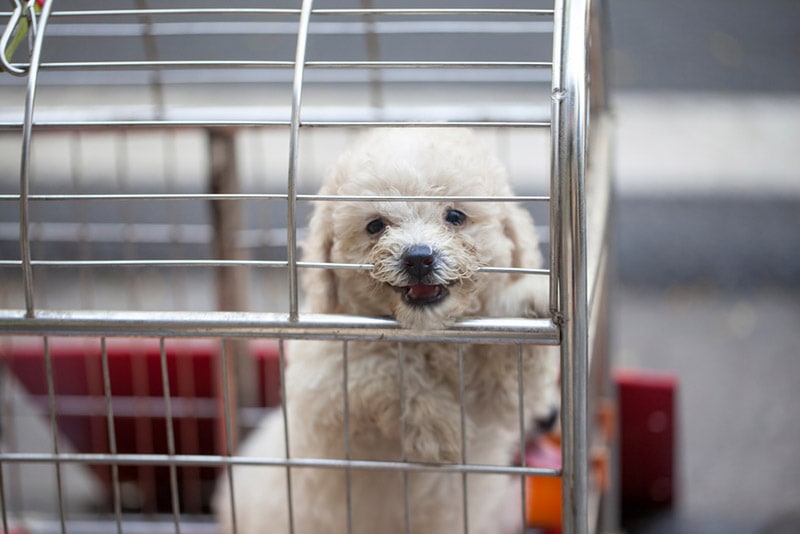 white poodle in a cage at the shelter