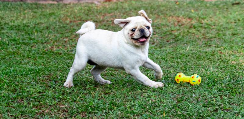 white pug playing with toy outside on grass