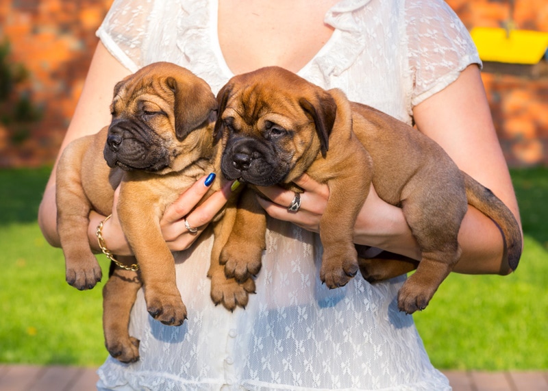 woman carrying two bullmastiff puppies