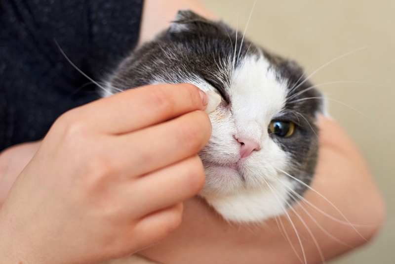 woman cleaning cat eyes