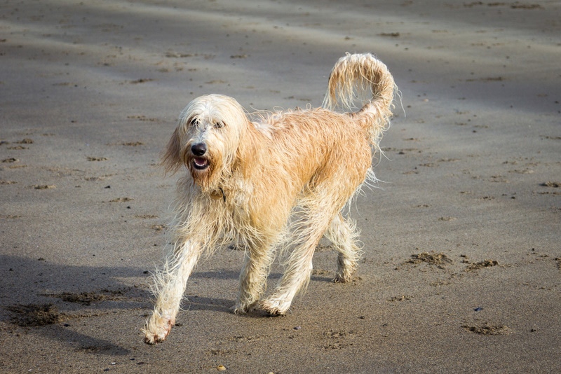 yellow labradoodle in the sand