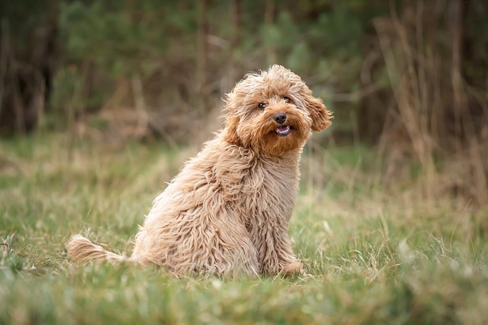 young cavapoo dog at the park