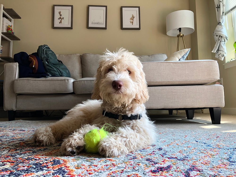 young labradoodle dog playing with ball at home