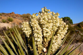 Can Dogs Eat Yucca? Vet-Approved Facts & Alternatives | Hepper Pet ...
